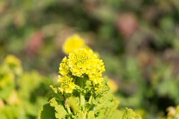 canola flower