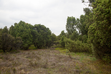 Fototapeta na wymiar Forest of Common Juniper bushes (Juniperus communis), Veluwe, Gelderland, Netherlands