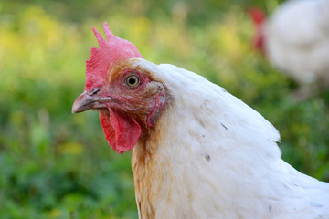 gallina nella fattoria