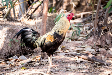 Colorful rooster or fighting cock in the farm