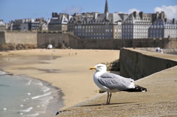 mouette devant saint malo