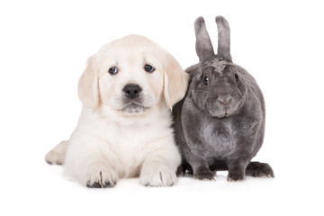 golden retriever puppy with a grey rabbit