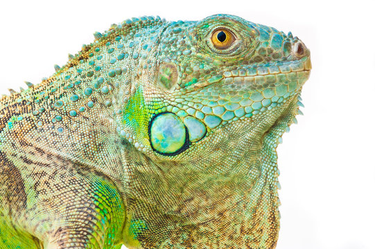 one green iguana lizard .reptile muzzle closeup