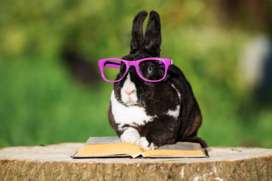 funny rabbit in purple glasses outdoors