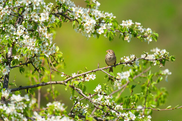 Fototapeta premium Bird on spring blossom brunch