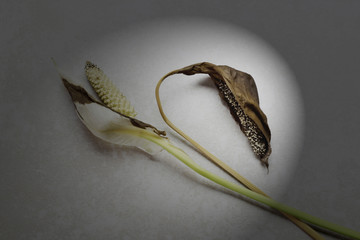 foilage study_0175 (1b)