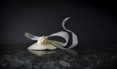 Onion Swan DSC_3808b