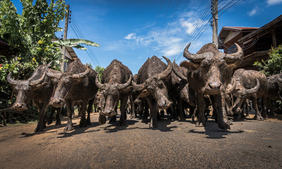 Thai Buffalo © sutadimages