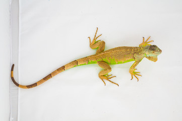Fototapeta premium one green iguana lizard .reptile sit on white background