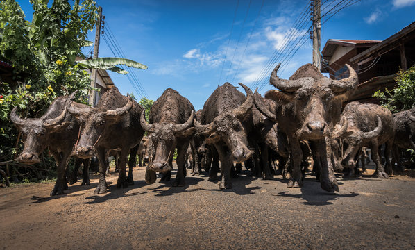 Thai Buffalo