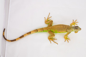 one green iguana lizard .reptile sit on white background