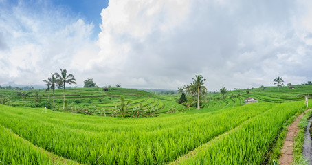 Fototapeta na wymiar schoene gruene reisfeld landschaft panorama