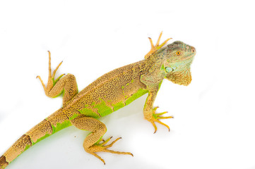 one green iguana lizard .reptile sit on white background