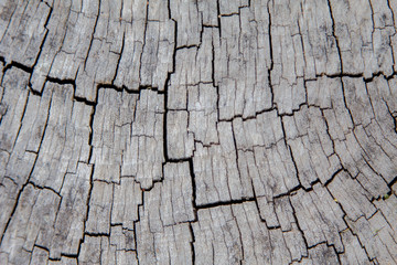 Old wood texture for background 