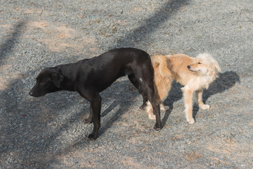 two mixed breed dogs lying stand