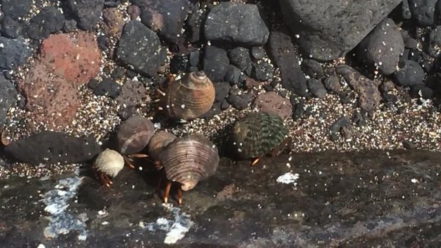 Einsiedlerkrebse im Atlantik bei Teneriffa