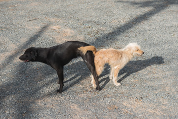 two mixed breed dogs lying stand