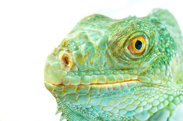 one green iguana lizard .reptile muzzle closeup