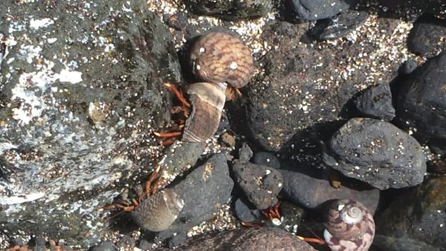 Einsiedlerkrebse im Atlantik bei Teneriffa