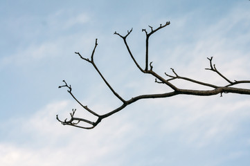Fototapeta na wymiar Dead tree branch with white sky in background.