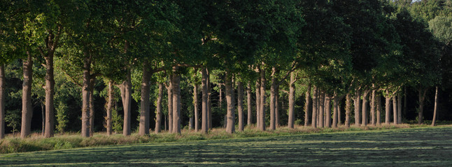Lane with trees. Beech trees. Lane in the Netherlands. Maatschappij van Weldadigheid. Frederiksoord. Panorama.