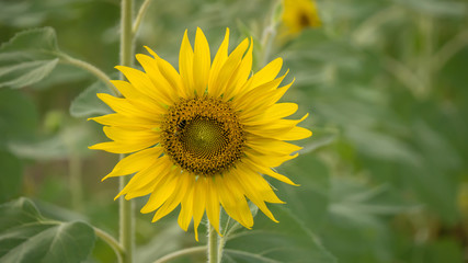 sunflower against a field