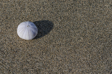 weisser seeigel am sandstrand
