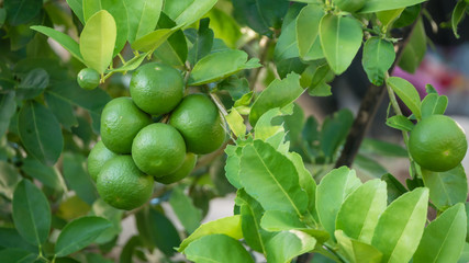 Lime green tree