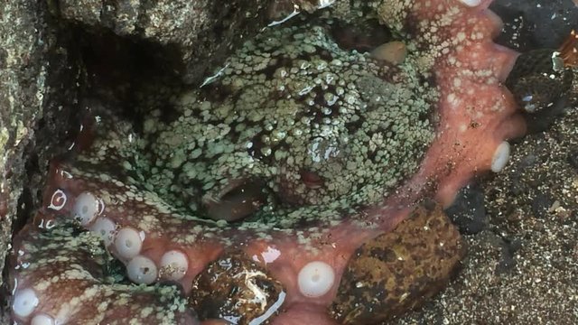 Tintenfisch versteckt unter einem Felsen