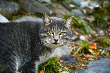 Fototapeta premium gray cat