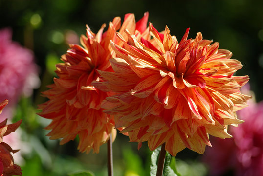 Dahlia orange et rouge au jardin en été