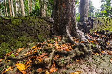 baum und wurzeln in tempel