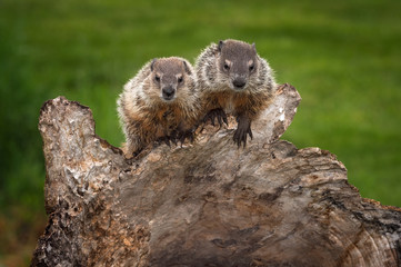 Pair of Young Woodchucks (Marmota monax) Look Out