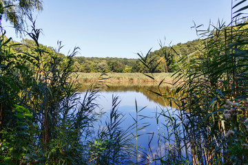 Lake near forest with reflection, reed in Taul Park, north of Moldova