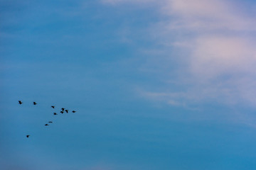 birds