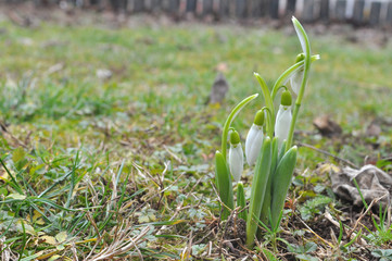 Snowdrop flowers in spring season. First flowers that blossom after a long winter.