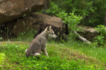 Grey Wolf (Canis lupus) Pup Sits Near Den