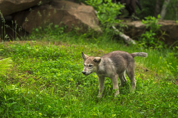 Grey Wolf (Canis lupus) Pup Shakes Off