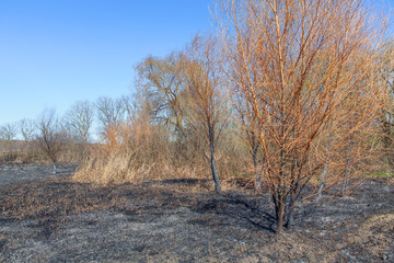 wildland after fire
