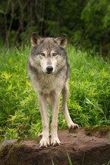 Naklejka na ściany i meble Grey Wolf (Canis lupus) Looks Straight Out from Rock