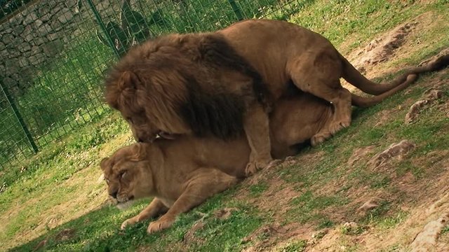 A lion and a lioness (feline beasts) mating and chilling.
