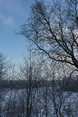 beautiful winter landscape trees in hoarfrost  a winter day