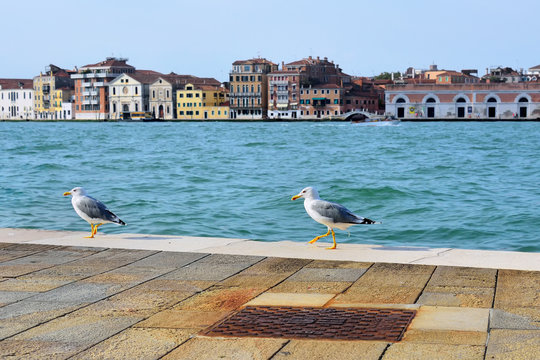 Two seagulls on the Giudecca canal, Venice