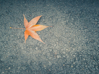 Maple leaf on asphalt road. Maple leaf on the ground. Glob on maple leaf. Toned image. Vignetting...