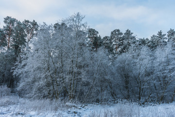 beautiful winter landscape trees in hoarfrost  a winter day
