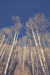 Retro color toned autumn leafless birch trees, looking up perspective.