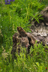 Two Red Fox (Vulpes vulpes) Kit Yawns Inside Log