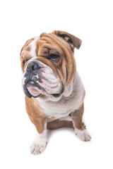 Obraz premium Cute English bulldog