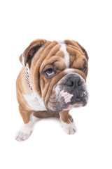 Fototapeta premium Portrait of English bulldog