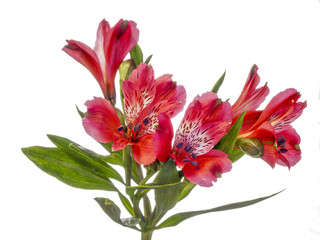 Blossom, cut flowers